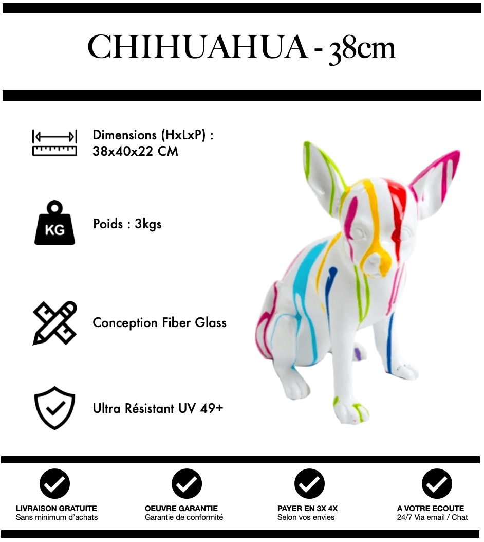 Showroom Chihuahua